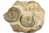 Two Ammonites (Acanthopleuroeras) In Limestone - Dorset, England #129419-1